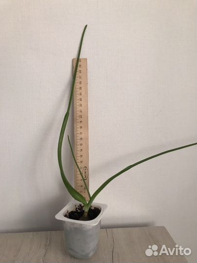 Индийский лук лекарственное растение