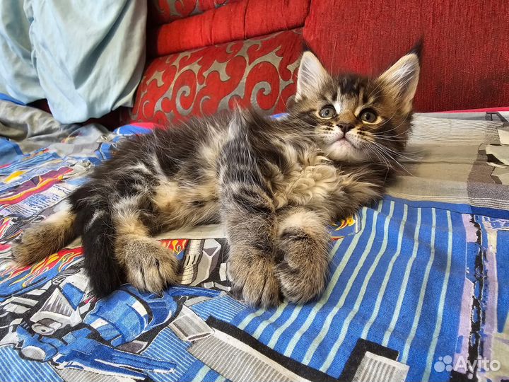 Котята мейн-кун