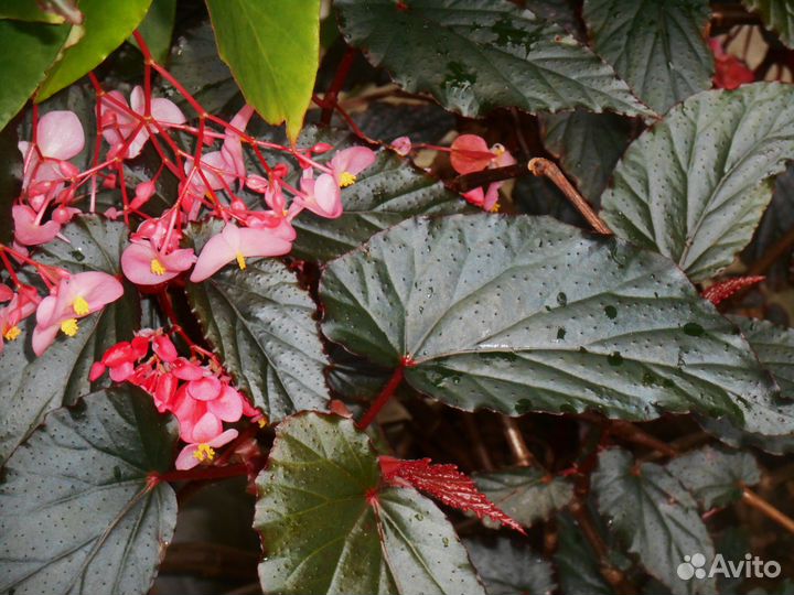 Бегония Arabian Sunset/Аравийский закат