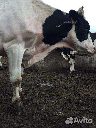 Племенной бык