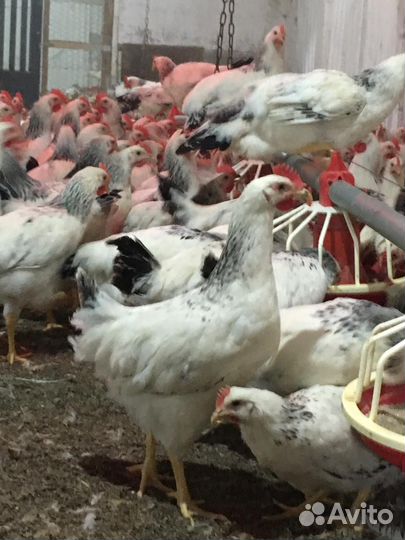Куры молодки подрощеные