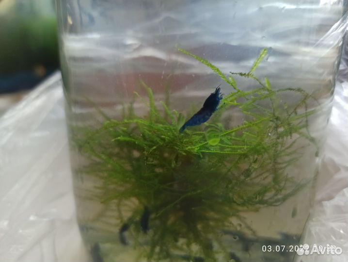 Креветки Синие, Меченосц, Растения, Улитки, Сомики