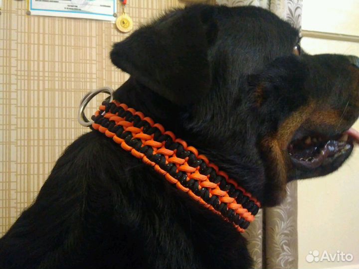 Ошейник из паракорда