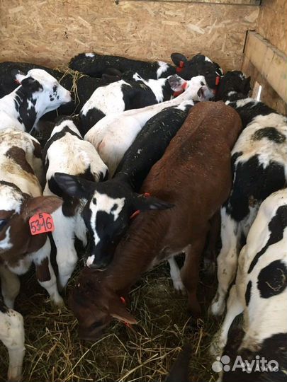 Бычки телята холмогры