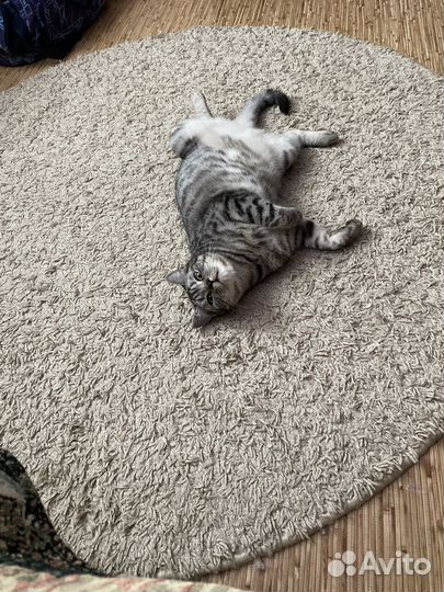 Отдам кота в добрые руки