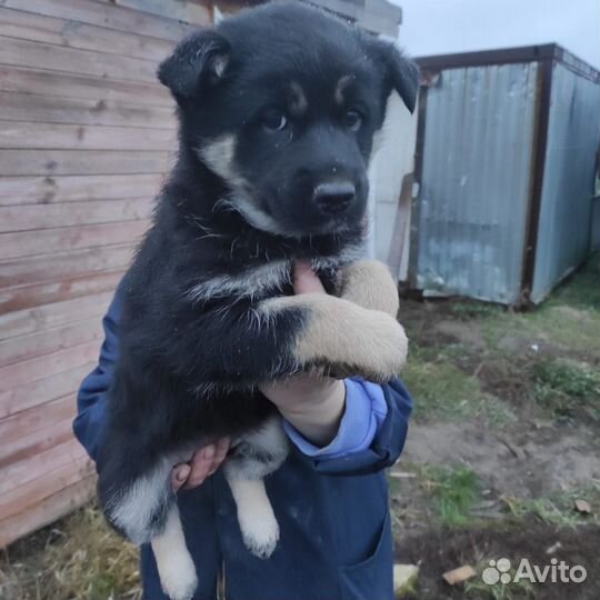 Отдам щенков в добрый руки