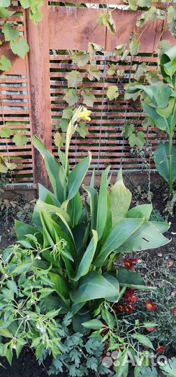 Цветы канны