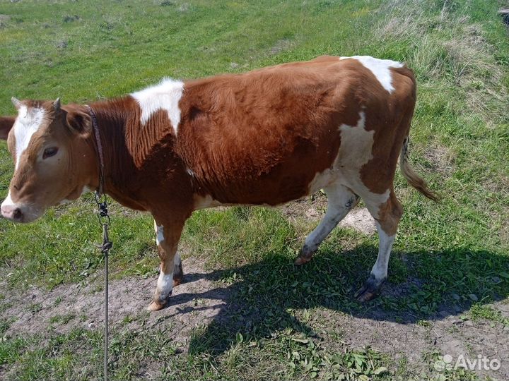 Продаётся телка