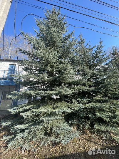 Ель голубая крупномер