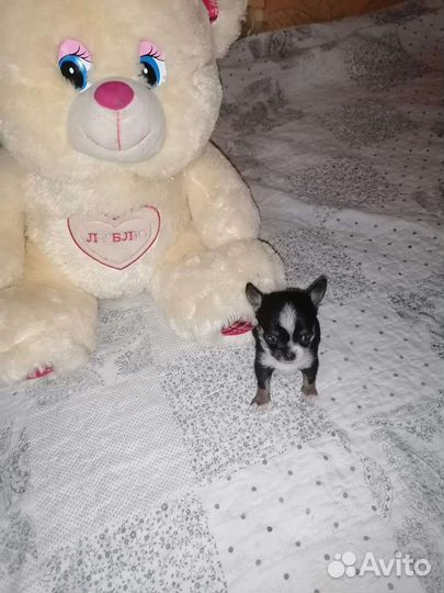 Щенки чихуахуа мини