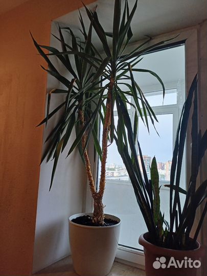 Пальма юкка