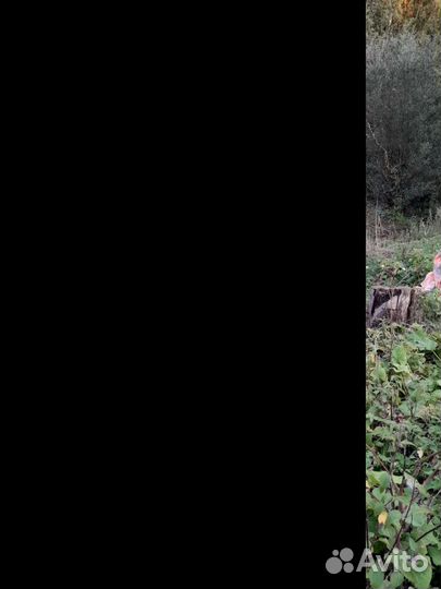 Корова высокоудойная