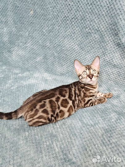 Бенгальская девочка-мурлыка