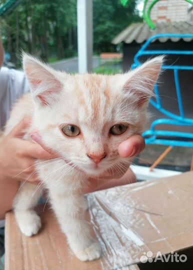 Рыжий котенок в добрые руки