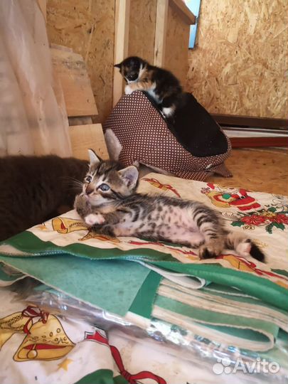 Котята в добрые руки бесплатно
