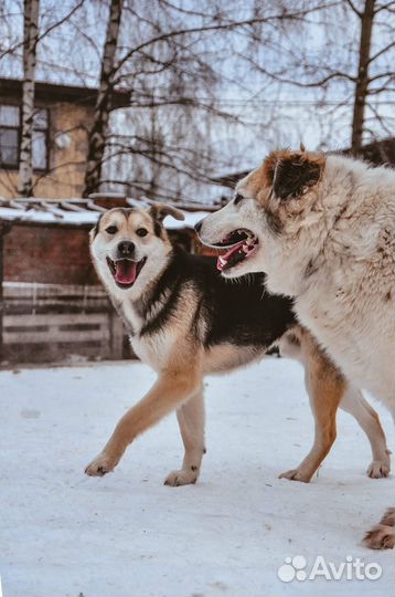 Купер молодой пес в добрые руки