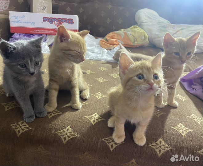 Котята в добрые руки