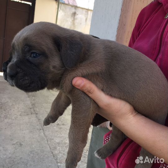 Щенки кане корсо