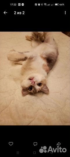 Кошка-ленивица