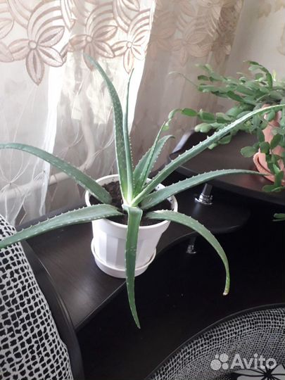 Алоэ Лечебный