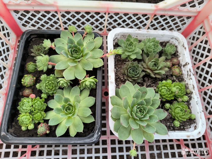 Молодило, семпервивум