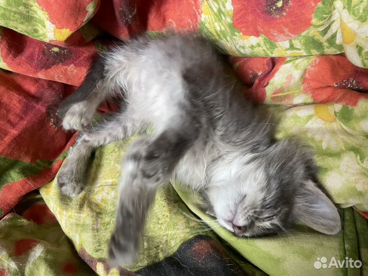 Котенок в добрые руки