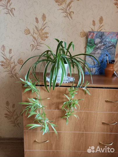 Хлорофитум