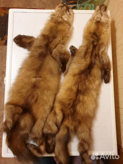 Шкуры соболя
