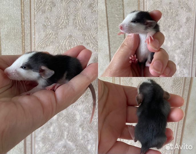 Крыса Дамбо