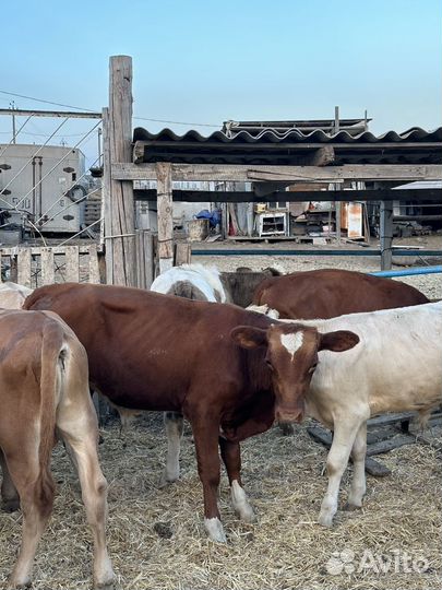 Бычки на откорм 16 голов