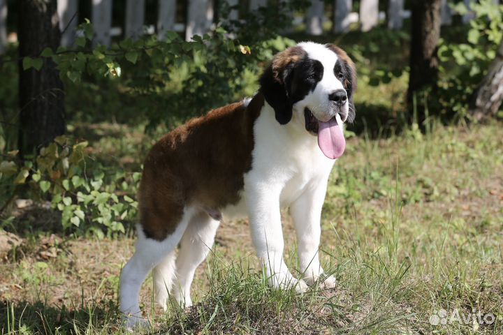Щенки Сенбернара (Суздаль)