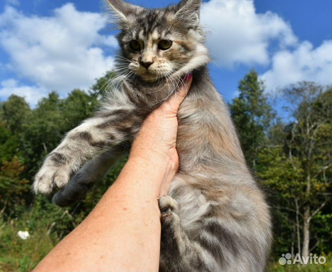 Котята мейн-кун