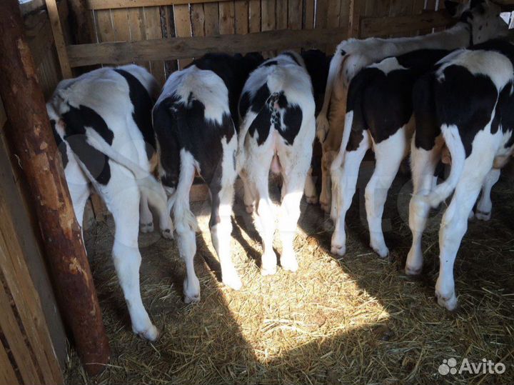 Бычки с доставкой