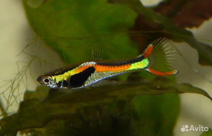 Гуппи Эндлера