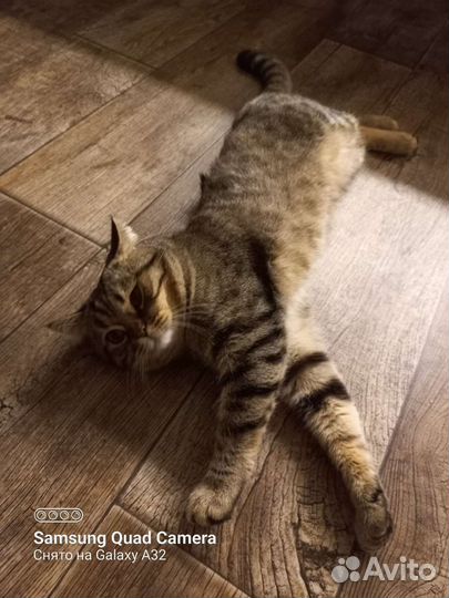 Британская кошка бесплатно