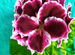 Комнатные цветы разных видов герани,спацифилиум