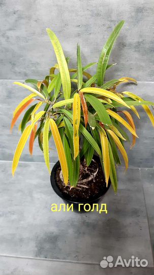 Фикус али амстел голд