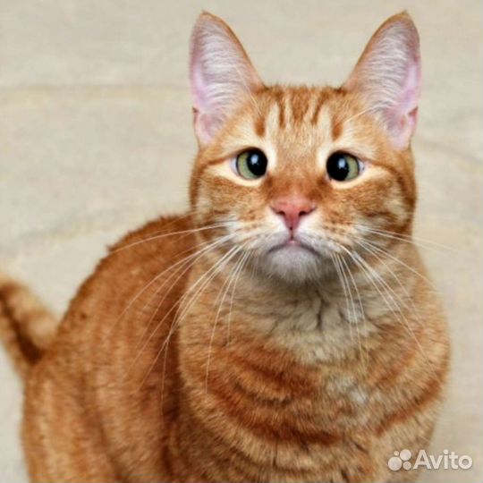 Котики и котята косоглазики в добрые руки