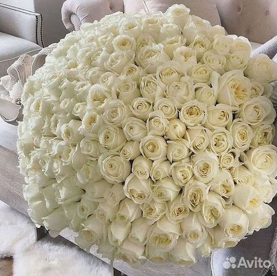 Розы гиганты 140 150 160 170 180 200