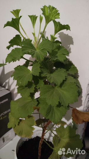 Герань пеларгония королевская