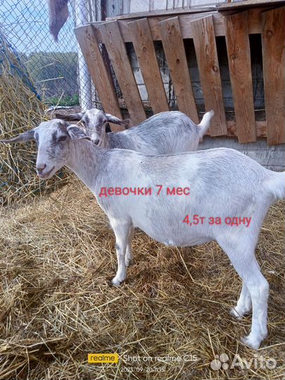 Козы дойные, козочки