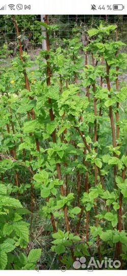 Саженцы малины геракл