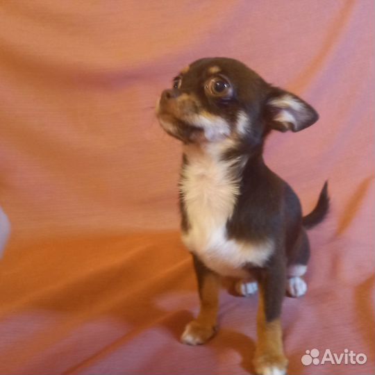 Девочка чихуахуа