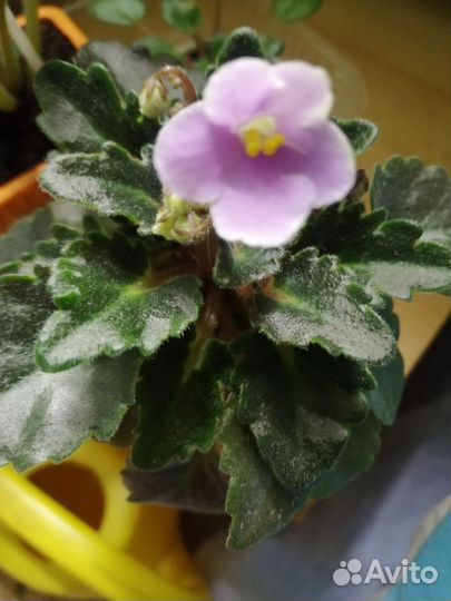 Сортовые фиалки. Стартеры