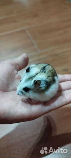 Джунгарский хомяк