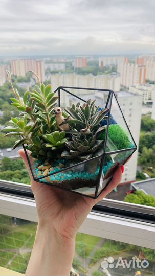 Флорариум суккуленты