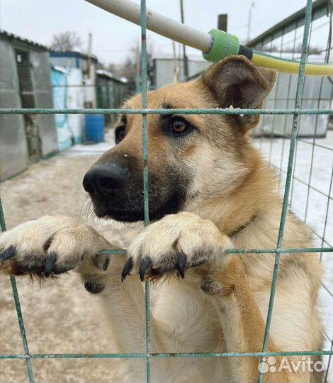 Винки ищет семью