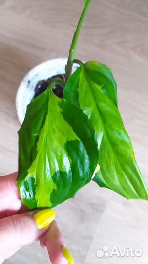 Аглаонема Modestum