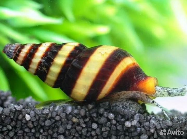 Улитка хелена