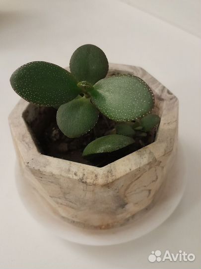 Комнатное растение в горшке (толстянка)